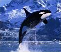 Whale