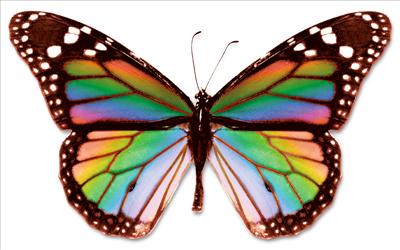 rainbow butterfly