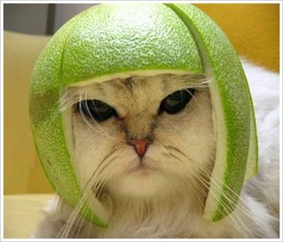 cat with a melon on his head