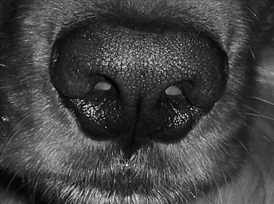 dog nose