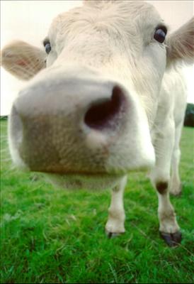 cow