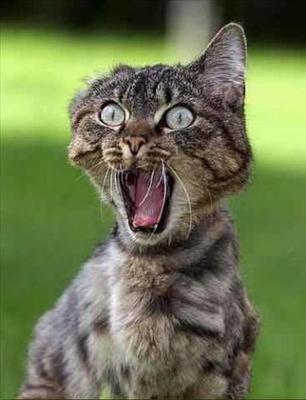screaming cat