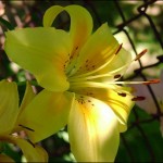 Zambak Lilies Çiçeği