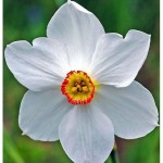 Nergis Narcissus Çiçeği