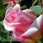 Gül - Rosa Çiçeği