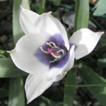 Lale - Tulipa Çiçeği