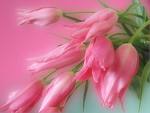 Pembe lale