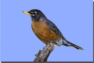 Robin
