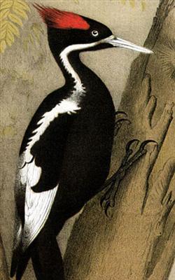 Woodpecker