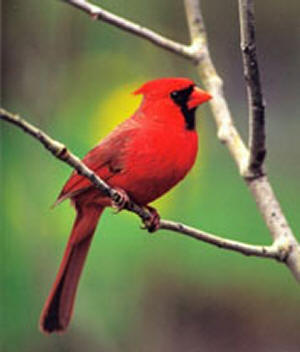Cardinal
