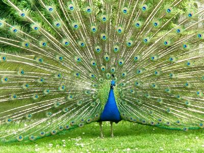 Peacock