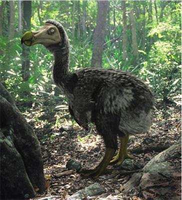 Dodo
