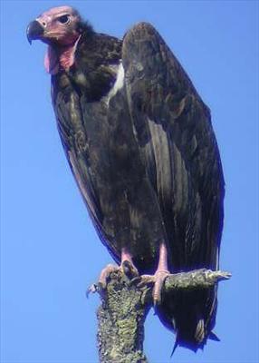 Vulture