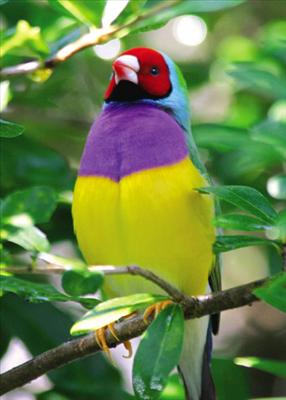 Lady Gouldian Finch