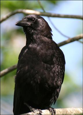 Crow