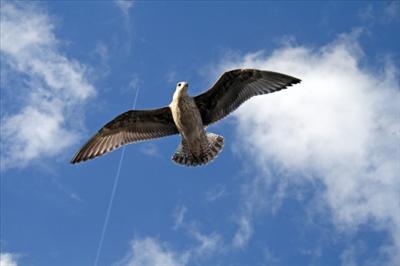 Seagull
