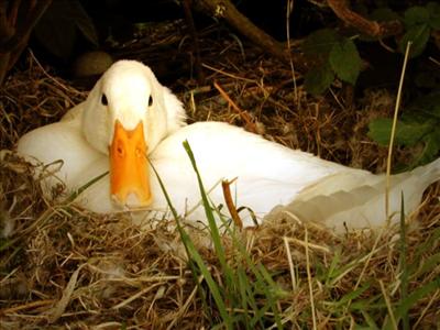 Duck