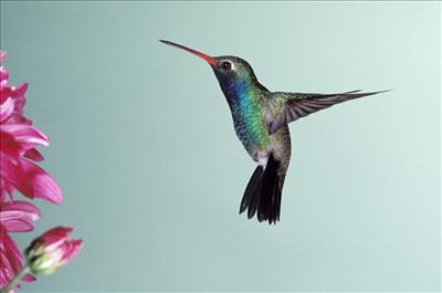 Humming Bird