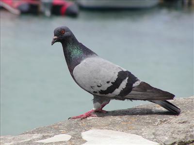 Pigeon