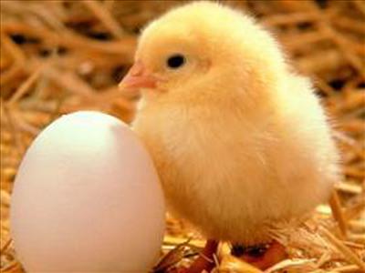 Chick
