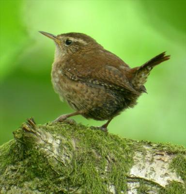 Wren