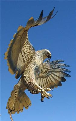 Buckeye Hawk