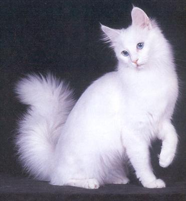  Kedi 