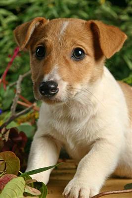 Jack Russel Terier