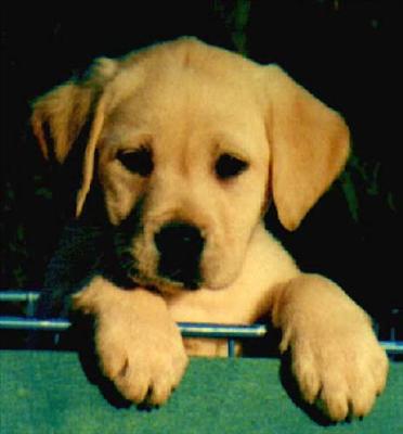 Labrador