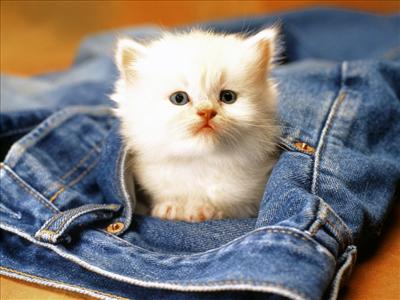 Yavru Kedi