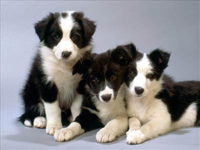 Border Colie