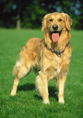 Golden Retriever