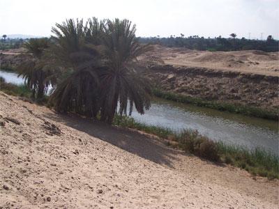Palmeras junto al rio