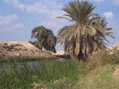 Palmeras junto al rio