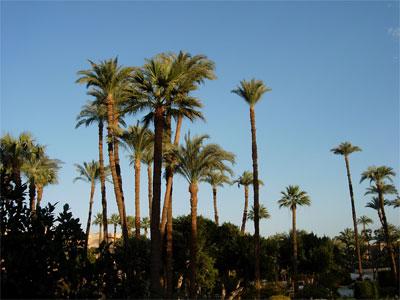 Palmeras