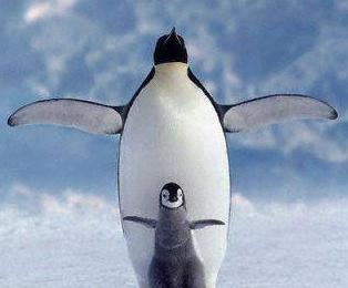 penguen