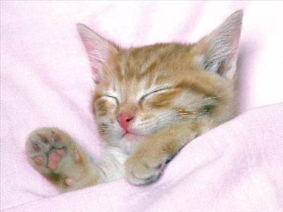 kedi