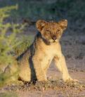 CuteCub