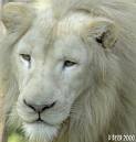 BigLion