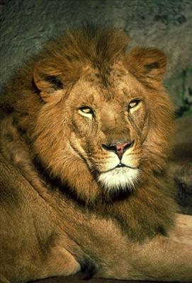 LionLies