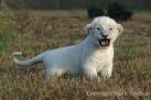 WhiteCub