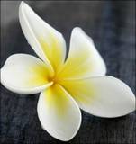 A frangipani