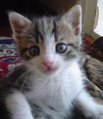 Tekir