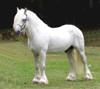 Midilli