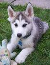 Husky