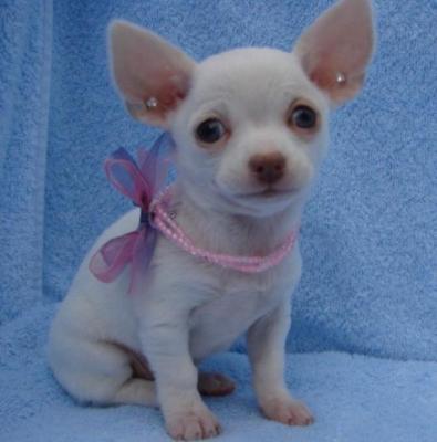 Chihuahua
