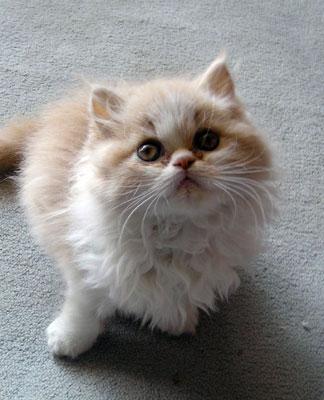 Persian
