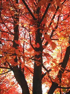For everything a season