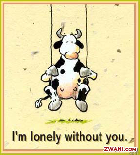 I miss you (cow)