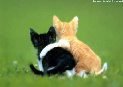 Best Friends (cats)